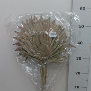 Palm Sun Spear Naturale 30/50 (bs Da 10 Pz)