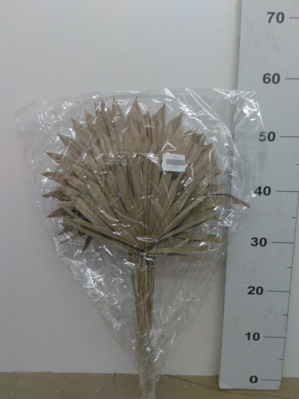 Palm Sun Spear Naturale 30/50 (bs Da 10 Pz)