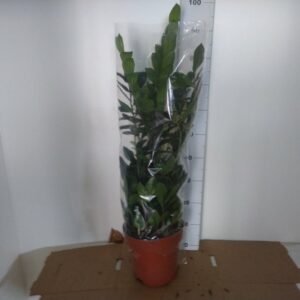 Zamioculcas Vaso